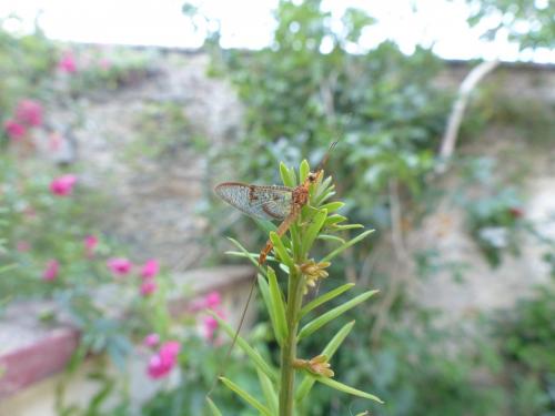 Ephemera glaucops